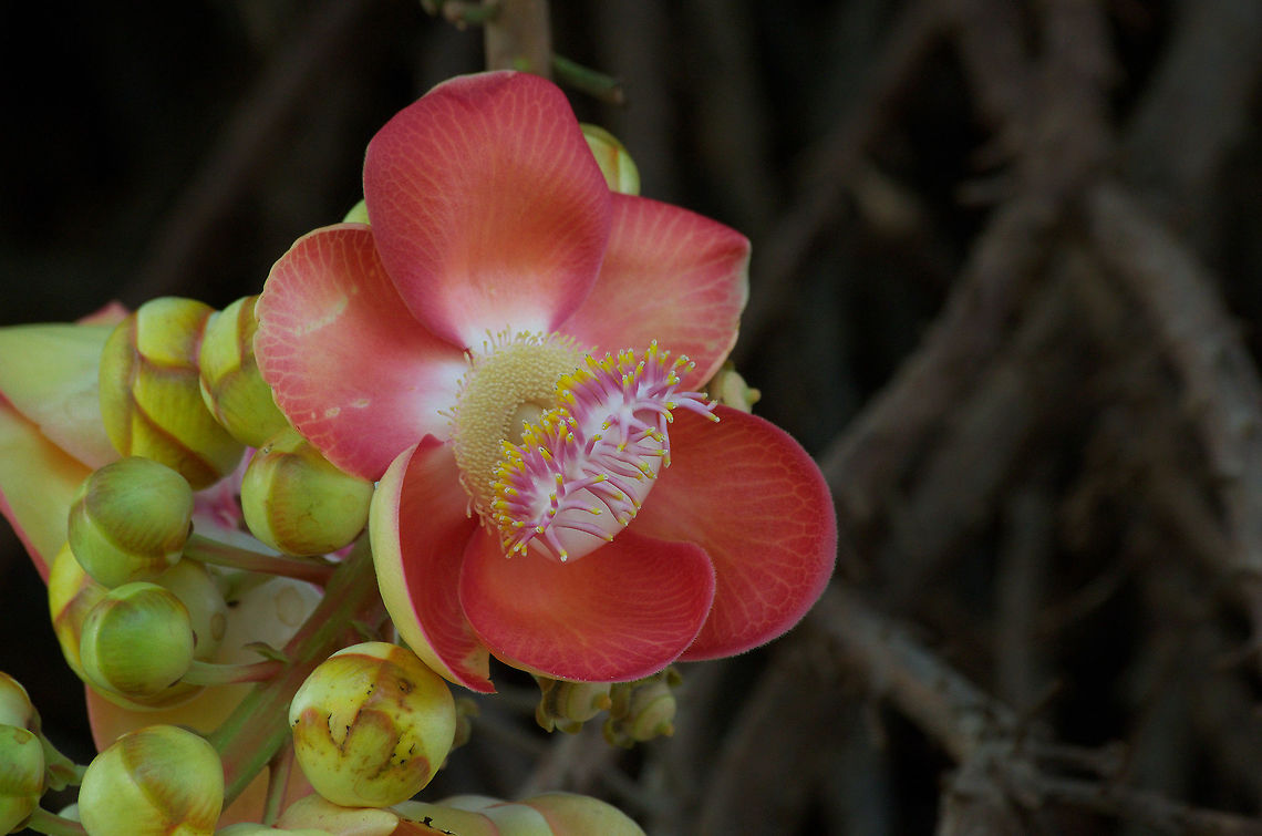 Cannonball flower  Cannonball tree,Couroupita guianensis,Geotagged,Summer,Trinidad and Tobago,large,pink