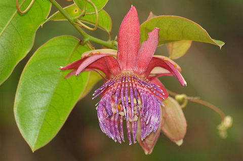 Passion Flower  Geotagged,Passiflora alata,Summer,Trinidad and Tobago,pink,purple
