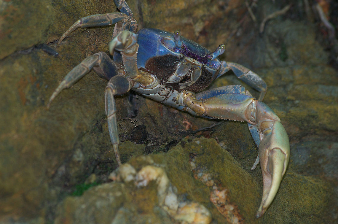 Blue Land Crab  Cardisoma guanhumi,Geotagged,Summer,Trinidad and Tobago,blue,edible,hairy,large