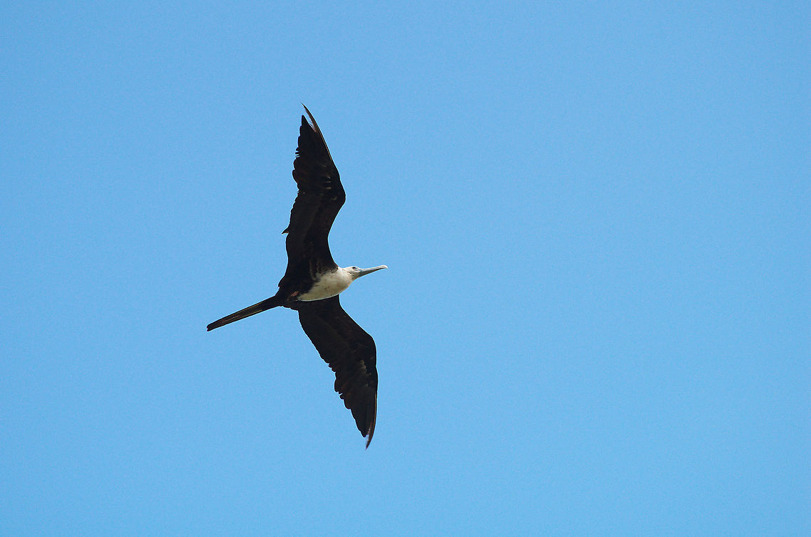 Magnificent Frigatebird  Fregata magnificens,Geotagged,Magnificent Frigatebird,Summer,Trinidad and Tobago,black,flight,white