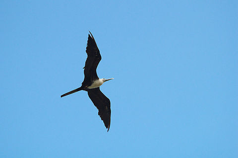 Magnificent Frigatebird  Fregata magnificens,Geotagged,Magnificent Frigatebird,Summer,Trinidad and Tobago,black,flight,white