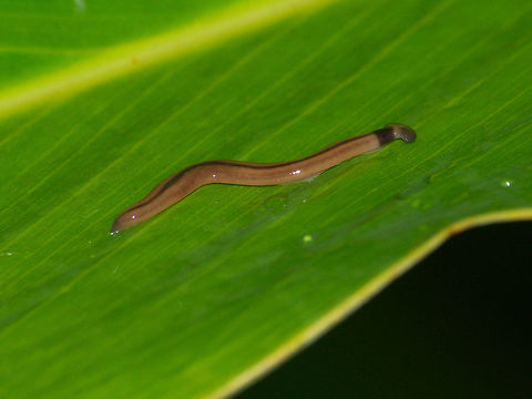 Hammerhead Worm  Bipalium vagum,Geotagged,Hammerhead worm,Summer,Trinidad and Tobago,brown,collar,stripe