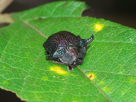 Tortoise Beetle  Geotagged,Omocerus taurus,Summer,Tortoise Beetle,Trinidad and Tobago,colourful,dark,dimpled,horns,shell
