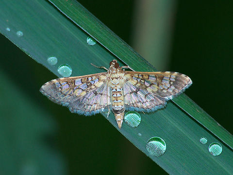 Assembly Moth  Geotagged,Samea ecclesialis,Summer,Trinidad and Tobago,brown,cream,pale,patterened,shiny