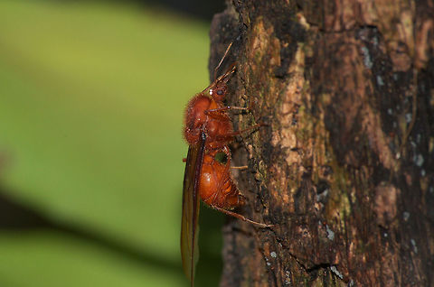 Leaf Cutter Ant  Acromyrmex octospinosus,Geotagged,Summer,Trinidad and Tobago,brown,hairy,wings