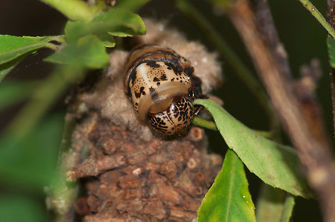 Bagworm  Geotagged,Oiketicus kirbyi,Summer,Trinidad and Tobago,brown,case,spots,sticks
