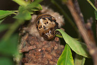 Bagworm  Geotagged,Oiketicus kirbyi,Summer,Trinidad and Tobago,brown,case,spots,sticks