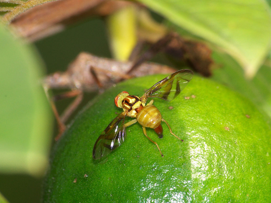 Fruit Fly back view The eggs are laid below the skin of the host fruit.<br />
Front view<br />
<figure class="photo"><a href="https://www.jungledragon.com/image/32856/colourful_fruit_fly.html" title="Colourful Fruit Fly"><img src="https://s3.amazonaws.com/media.jungledragon.com/images/1429/32856_thumb.jpg?AWSAccessKeyId=05GMT0V3GWVNE7GGM1R2&Expires=1770854410&Signature=oqVgcFsXi3ysBdWwvKqzV8YO%2BZM%3D" width="200" height="150" alt="Colourful Fruit Fly  Anastrepha,Anastrepha striata,Geotagged,Guava fruit fly,Summer,Trinidad and Tobago,brown,red,yellow" /></a></figure> Anastrepha striata,Geotagged,Guava fruit fly,Summer,Trinidad and Tobago,brown,red,yellow