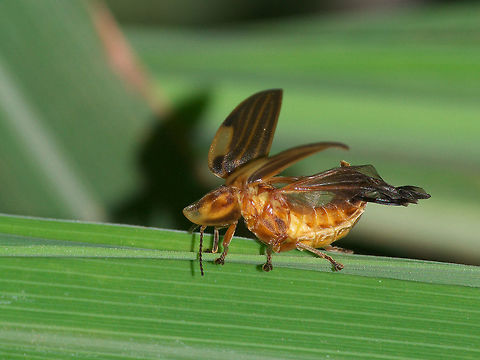 Firefly A newly emerged firefly drying its wings. Aspisoma ignitum,Geotagged,Summer,Trinidad and Tobago,aspisoma ignitum,beetle,brown,green,insect,leaf,nature,stripe,wildlife,wings,yellow