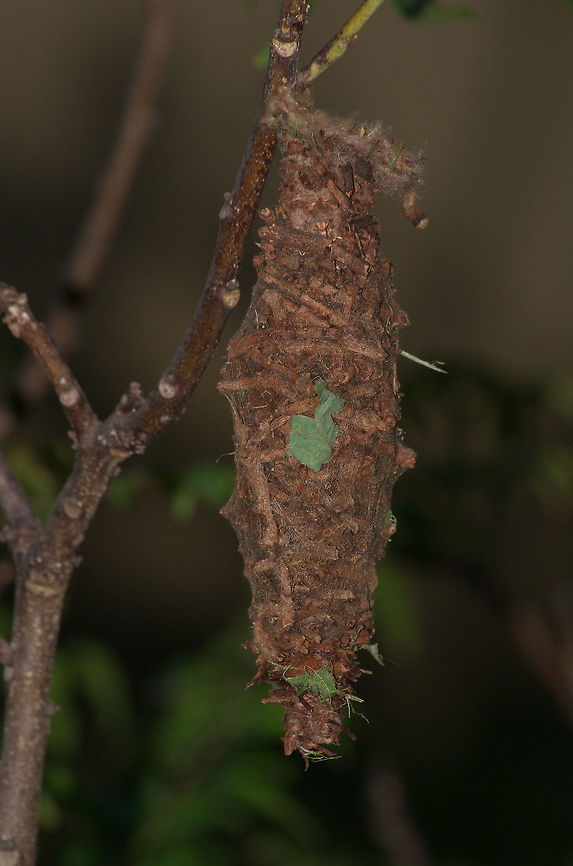 Bagworm Case  Geotagged,Oiketicus kirbyi,Summer,Trinidad and Tobago,brown,case,moth,sticks