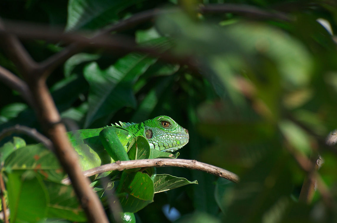 Green Iguana  Geotagged,Green iguana,Iguana iguana,Summer,Trinidad and Tobago,eye,green,iguana iguana,leaf,nature,reptile,wildlife