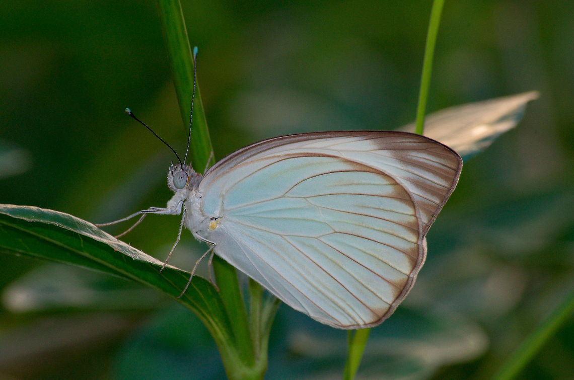 Great Southern White  Ascia monuste,Geotagged,Great Southern White,Summer,Trinidad and Tobago,ascia monuste,blue,brown,butterfly,green,insect,leaf,nature,vein,white,wildlife,wings