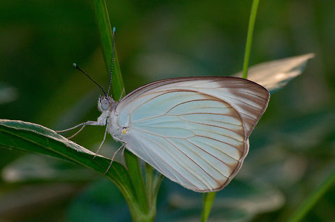 Great Southern White  Ascia monuste,Geotagged,Great Southern White,Summer,Trinidad and Tobago,ascia monuste,blue,brown,butterfly,green,insect,leaf,nature,vein,white,wildlife,wings