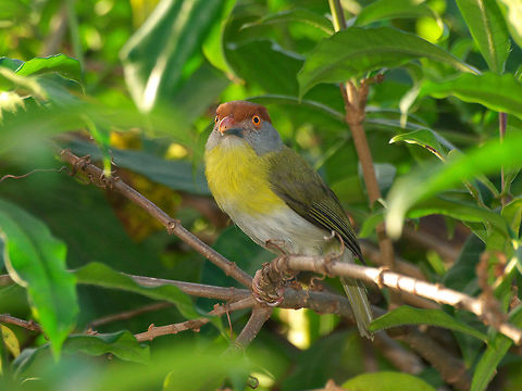 Rufous browed Peppershrike  Cyclarhis gujanensis,Fall,Geotagged,Rufous-browed peppershrike,Trinidad and Tobago,green,grey,red,white,yellow