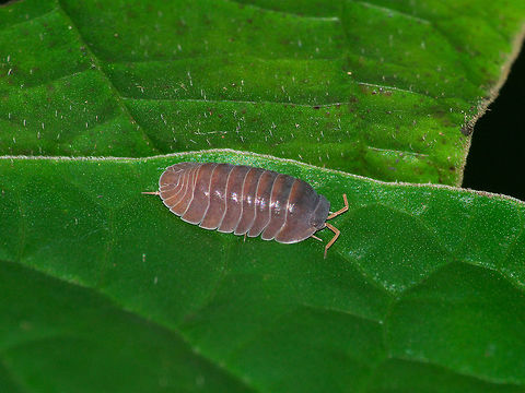 Cubaris sp. possibly tenuipunctata A woodlouse in the family Armadillidae, genus Cubaris. From original descriptions of species found in the region at large, this might be Cubaris tenuipunctata - with a little fantasy the two antero-median tubercles on the first tergite can just about be discerned. The pantropical Cubaris murina would seem to be more convex (not as "flattened" laterally) and C. depressa should carry more tubercles on the hind edges of the first tergites. There may be some other enigmatic candidates though (C.margarita?) that I don't have a proper idea about - or an as yet undescribed species (Oniscidea research for the region seems to leave room for improvement ;o) Armadillidae,Cubaris,Cubaris cf. tenuipunctata,Fall,Geotagged,Isopoda,Oniscidea,Trinidad and Tobago,green,leaf,macro,nature,pink,purple,segments,shell,wildlife
