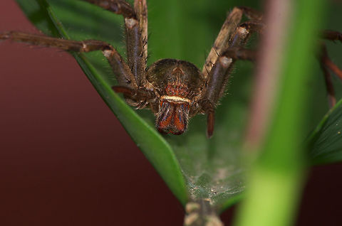 Huntsman Spider Despite its fearsome appearance this is actually just the discarded shell of a huntsman spider after moulting. Geotagged,Heteropoda venatoria,Summer,Trinidad and Tobago,brown,fang,green,hairy,leaf,nature,shell,spider,wildlife