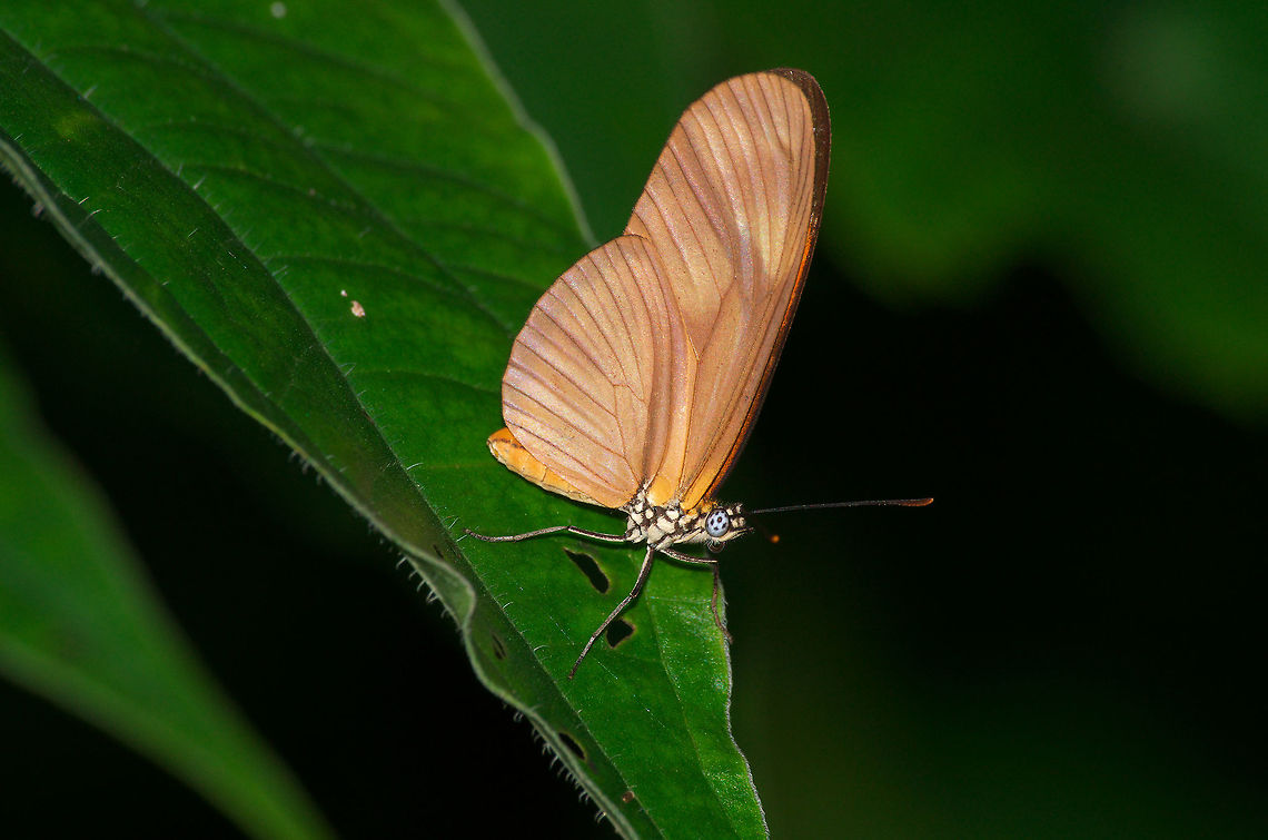 Julia Butterfly Julia Butterfly Dryas iulia,Fall,Geotagged,Julia Heliconian Butterfly,Trinidad and Tobago,black,butterfly,green,insect,leaf,macro,nature,orange,spot,white,wildlife,wings