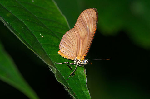 Julia Butterfly Julia Butterfly Dryas iulia,Fall,Geotagged,Julia Heliconian Butterfly,Trinidad and Tobago,black,butterfly,green,insect,leaf,macro,nature,orange,spot,white,wildlife,wings