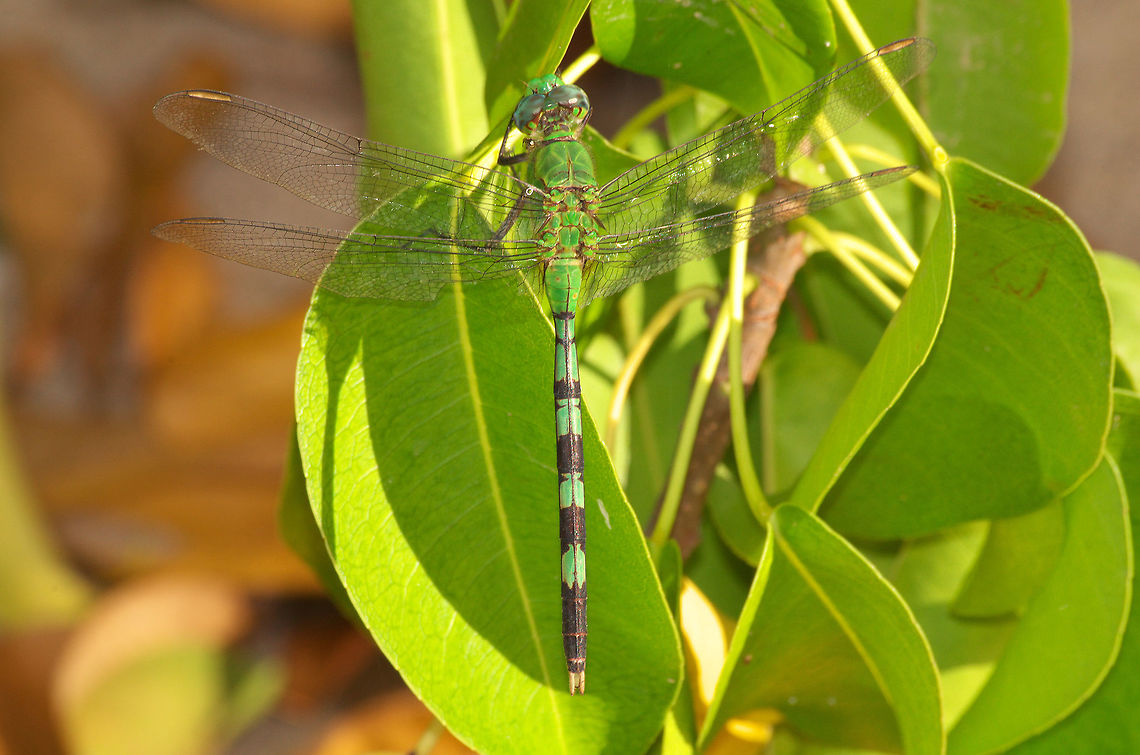 Great Pondhawk Great Pondhawk Erythemis vesiculosa,Fall,Geotagged,Great Pondhawk,Trinidad and Tobago,black,dragonfly,green,insect,leaf,macro,nature,segments,transparent,wildlife,wings