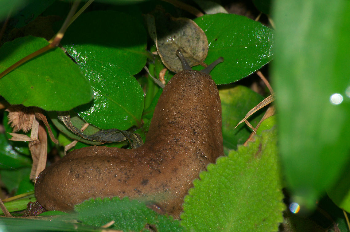 Slug  Fall,Geotagged,Trinidad and Tobago,brown,eyes,mollusc