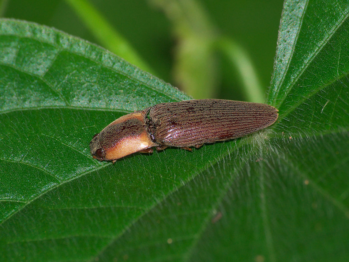 Click Beetle Click Beetle Fall,Geotagged,Sericus viridanus,Trinidad and Tobago,beetle,brown,green,hairy,insect,leaf,macro,nature,stripe,wildlife