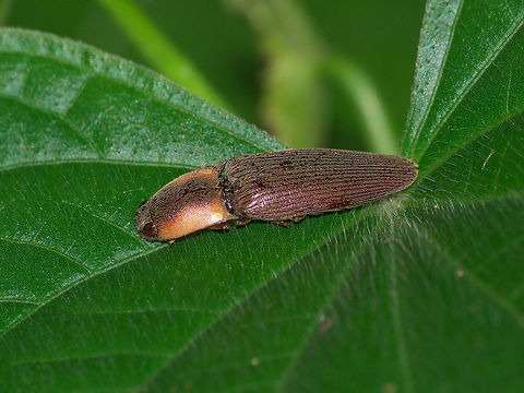 Click Beetle Click Beetle Fall,Geotagged,Sericus viridanus,Trinidad and Tobago,beetle,brown,green,hairy,insect,leaf,macro,nature,stripe,wildlife