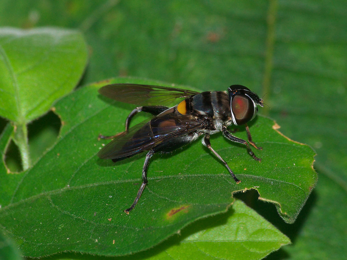 Hover Fly Hover Fly Geotagged,Trinidad and Tobago,Winter,black,eye,fly,insect,macro,nature,stripe,wildlife,wings,yellow