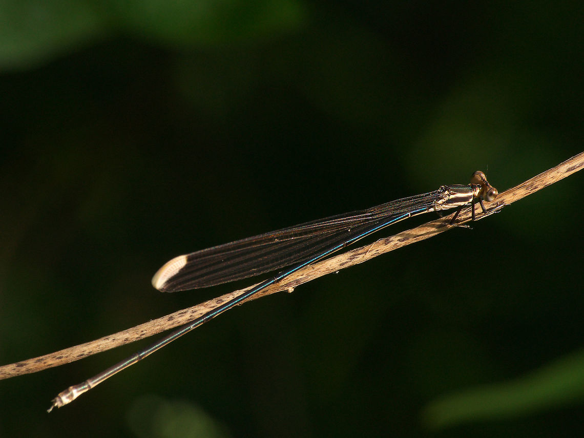 Helicopter Damselfly A very large damselfly, at least 10 cm long, it was quite a surprising find as i did not know they got this large. Geotagged,Mecistogaster ornata,Ornate Helicopter,Trinidad and Tobago,Winter,black,damselfly,insect,large,nature,stripe,wildlife,wings