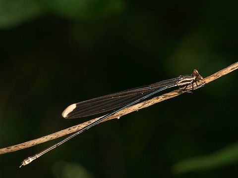 Helicopter Damselfly A very large damselfly, at least 10 cm long, it was quite a surprising find as i did not know they got this large. Geotagged,Mecistogaster ornata,Ornate Helicopter,Trinidad and Tobago,Winter,black,damselfly,insect,large,nature,stripe,wildlife,wings