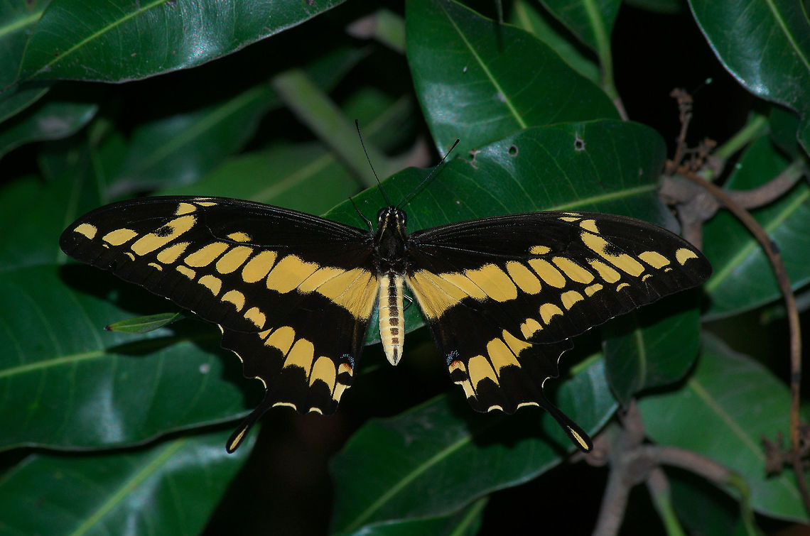 False Giant Swallowtail False Giant Swallowtail Geotagged,Papilio homothoas,Trinidad and Tobago,Winter,black,blue,butterfly,green,insect,leaf,nature,papilio homothoas,red,spot,wildlife,wings,yellow