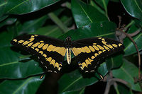 False Giant Swallowtail False Giant Swallowtail Geotagged,Papilio homothoas,Trinidad and Tobago,Winter,black,blue,butterfly,green,insect,leaf,nature,papilio homothoas,red,spot,wildlife,wings,yellow