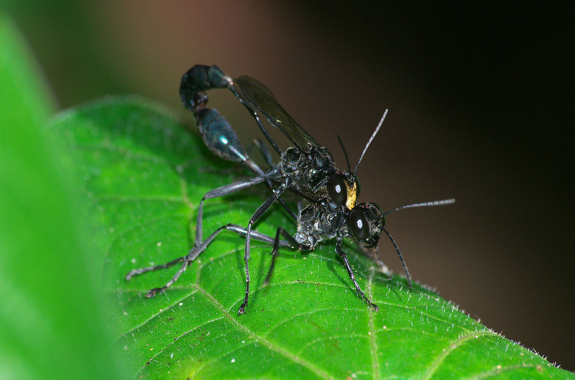Mating Thread-waisted Wasps Mating Thread-waisted Wasps Eremnophila aureonotata,Geotagged,Trinidad and Tobago,Winter,black,gold,insect,nature,shiny,wildlife,wings,yellow