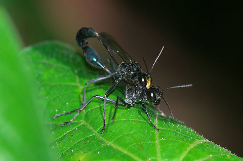 Mating Thread-waisted Wasps Mating Thread-waisted Wasps Eremnophila aureonotata,Geotagged,Trinidad and Tobago,Winter,black,gold,insect,nature,shiny,wildlife,wings,yellow