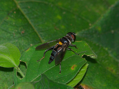 Hover Fly Hover Fly Geotagged,Trinidad and Tobago,Winter,black,eye,insect,macro,nature,stripe,wildlife,wings,yellow