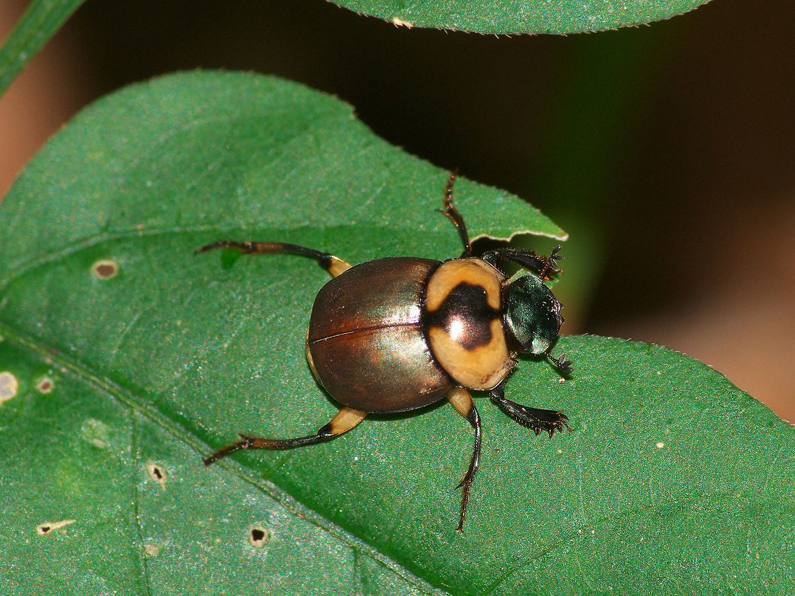 Tumblebug Tumblebug or dung beetle Canthon,Geotagged,Trinidad and Tobago,Winter,beetle,black,brown,green,insect,macro,nature,orange,wildlife,yellow