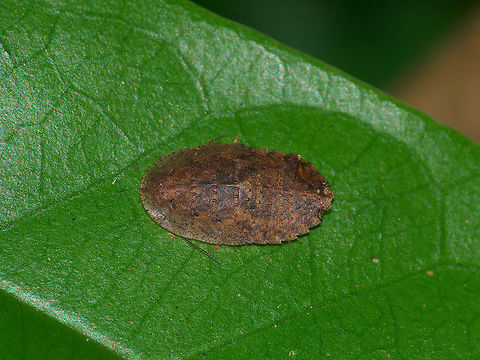 Giant Cave Cockroach Nymph Giant Cave Cockroach Nymph Blaberus giganteus,Geotagged,Giant cockroach,Trinidad and Tobago,Winter,brown,cockroach,insect,macro,nature,segments,wildlife