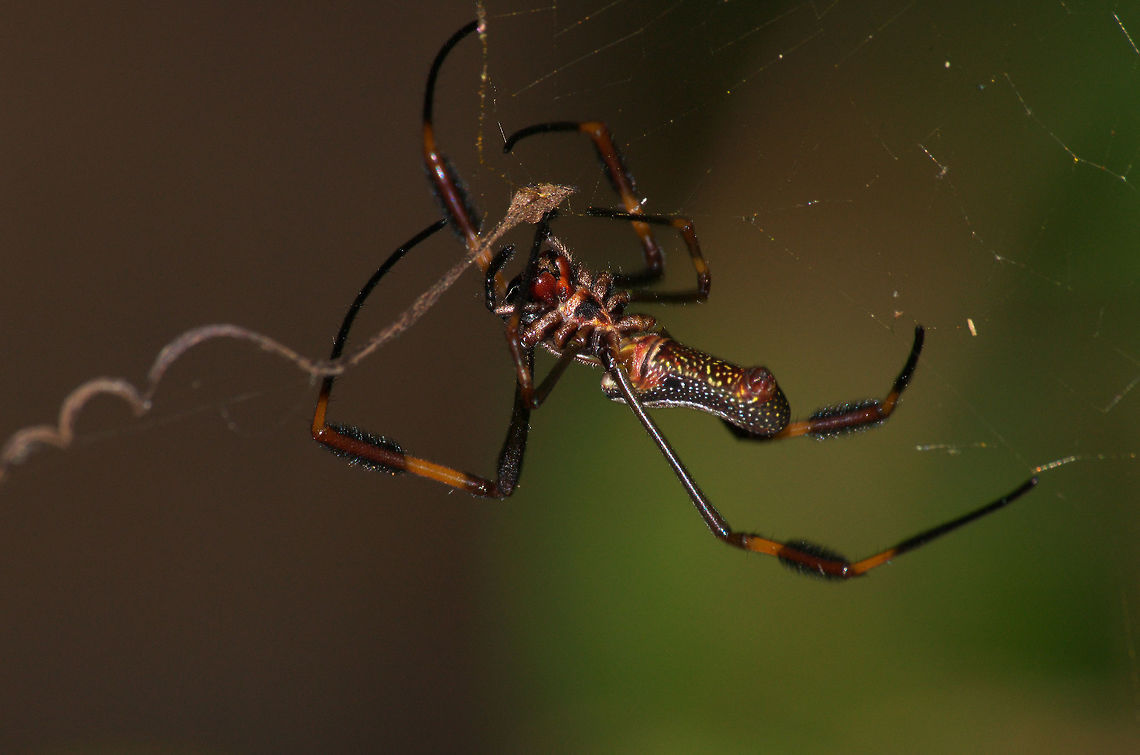 Golden Orb Weaver Golden Orb Weaver Geotagged,Nephila clavipes,Trinidad and Tobago,Winter,banana spider,black,brown,fang,hairy,large,macro,nature,speckled,spider,spot,white,wildlife,yellow