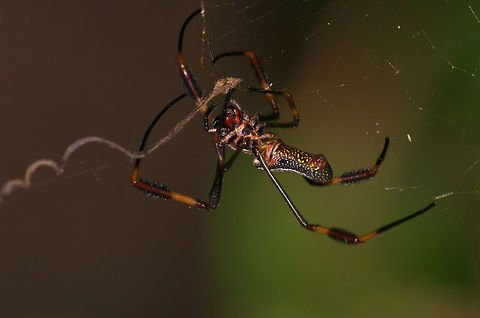 Golden Orb Weaver Golden Orb Weaver Geotagged,Nephila clavipes,Trinidad and Tobago,Winter,banana spider,black,brown,fang,hairy,large,macro,nature,speckled,spider,spot,white,wildlife,yellow