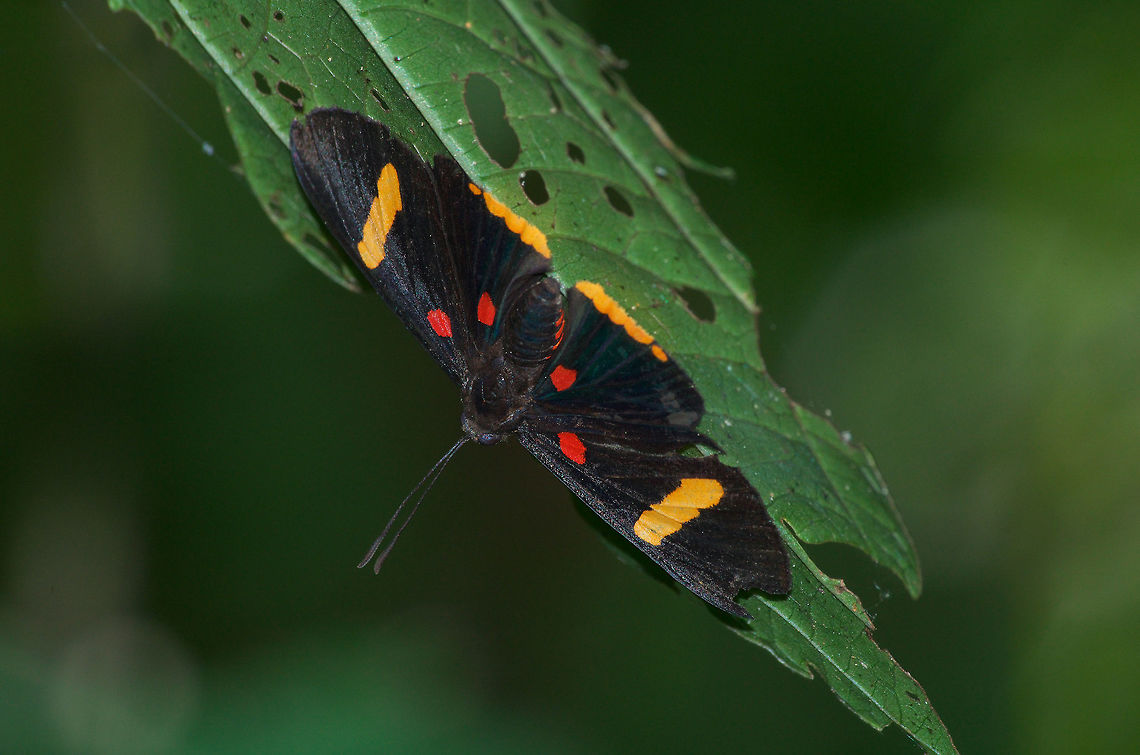 Electron Pixie Electron Pixie Geotagged,Melanis electron,Trinidad and Tobago,Winter,black,butterfly,four,green,insect,leaf,macro,nature,red,spot,stripe,wildlife,wings,yellow