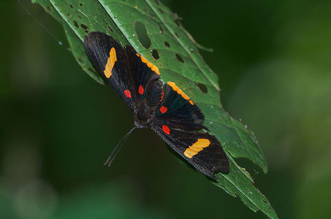 Electron Pixie Electron Pixie Geotagged,Melanis electron,Trinidad and Tobago,Winter,black,butterfly,four,green,insect,leaf,macro,nature,red,spot,stripe,wildlife,wings,yellow