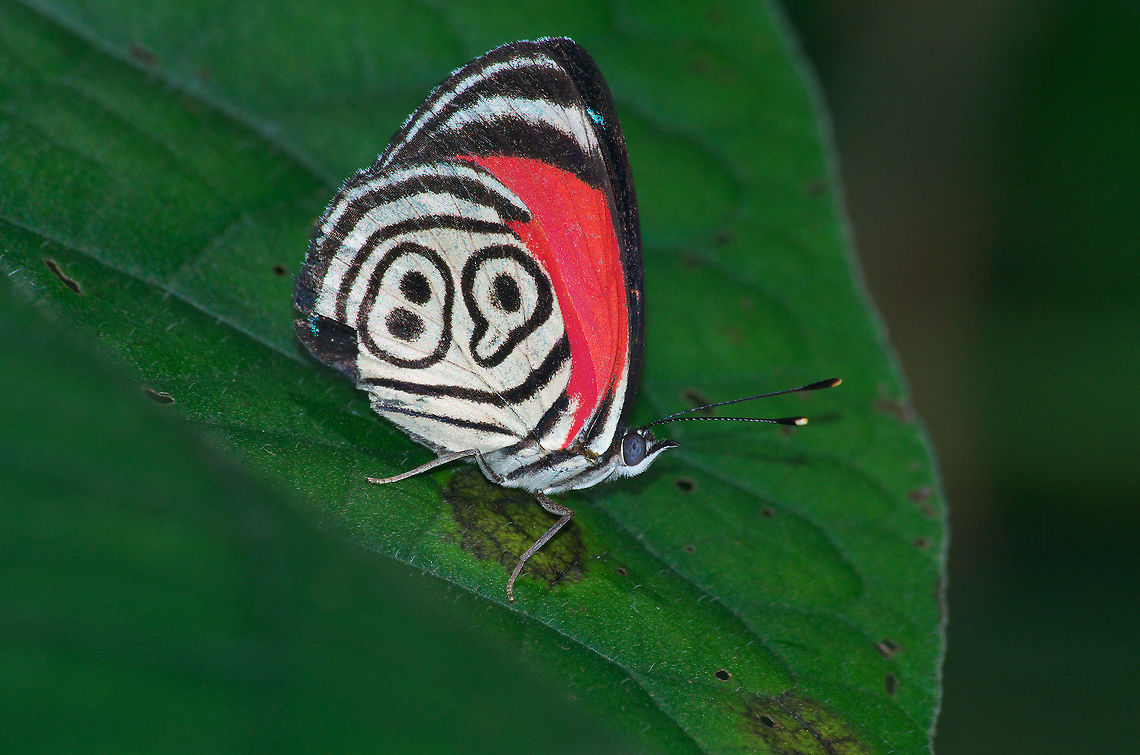 The 88 Butterfly I know mine says 89 he&#039;s trying to get ahead in life. Diaethria clymena,Geotagged,Trinidad and Tobago,Winter,black,butterfly,green,insect,leaf,macro,nature,numeral,red,spot,stripe,white,wildlife,wings