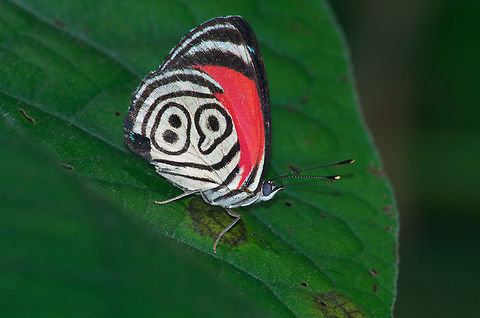The 88 Butterfly I know mine says 89 he's trying to get ahead in life. Diaethria clymena,Geotagged,Trinidad and Tobago,Winter,black,butterfly,green,insect,leaf,macro,nature,numeral,red,spot,stripe,white,wildlife,wings