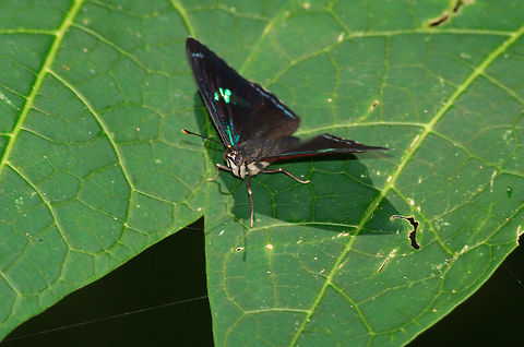 The 88 Butterfly The 88 Butterfly partial top view Cramer's Eighty-eight,Diaethria clymena,Geotagged,Trinidad and Tobago,Winter,black,butterfly,green,insect,leaf,macro,nature,numeral,red,spot,stripe,white,wildlife,wings