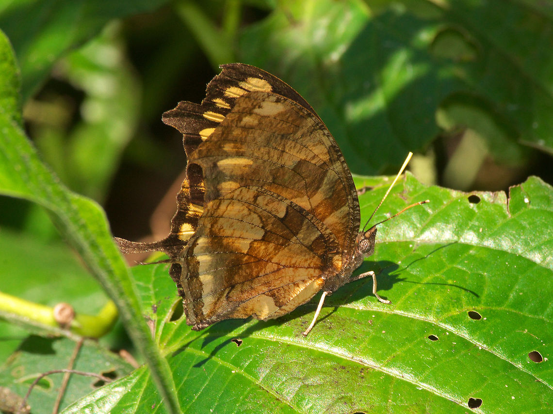 Tiger Leafwing Tiger Leafwing Consul fabius,Geotagged,Tiger leafwing,Trinidad and Tobago,Winter,black,butterfly,insect,leaf,macro,nature,orange,pattern,stripe,white,wildlife,yellow