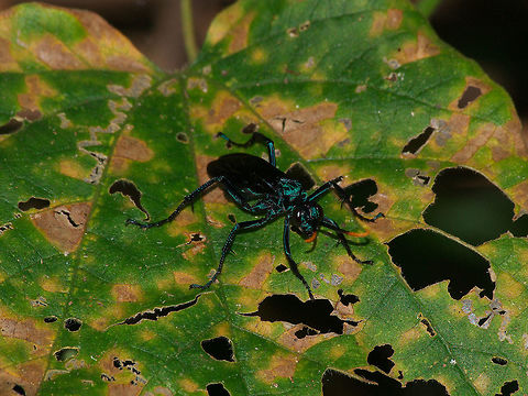 Spider Wasp Spider Wasp or Taratula Hawk Geotagged,Trinidad and Tobago,Winter,black,blue,green,insect,macro,nature,orange,shiny,wildlife