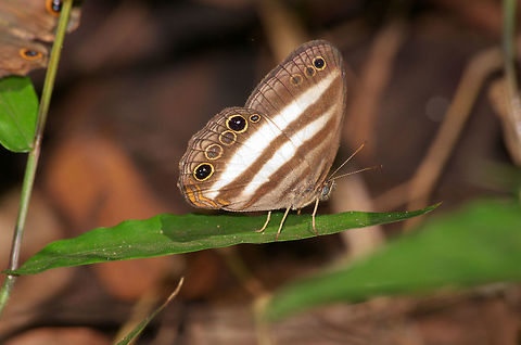 Two-banded Satyr Two-banded Satyr Geotagged,Pareuptychia ocirrhoe,Trinidad and Tobago,Winter,black,brown,butterfly,insect,macro,nature,spot,stripe,white,wildlife,yellow
