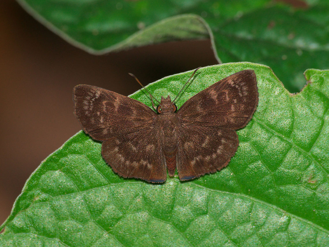 Unknown Skipper A pretty little brown skipper. Fridericus spreadwing,Geotagged,Ouleus fridericus,Trinidad and Tobago,Winter,brown,butterfly,insect