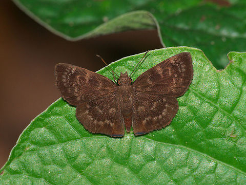 Unknown Skipper A pretty little brown skipper. Fridericus spreadwing,Geotagged,Ouleus fridericus,Trinidad and Tobago,Winter,brown,butterfly,insect