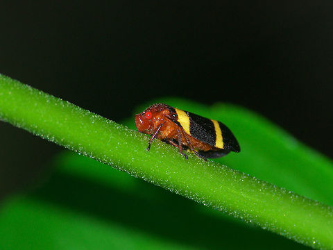 Reddish Spittlebug Reddish Spittlebug Geotagged,Reddish spittlebug,Sphenorhina rubra,Trinidad and Tobago,Winter,black,brown,insect,macro,nature,red,stripe,wildlife,yellow