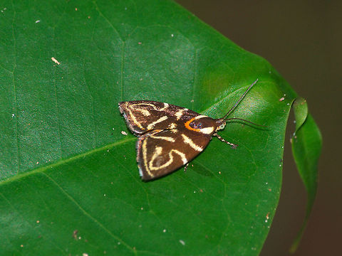 Moth A small moth (about 1 - 1.5 cm) with an intricate wing pattern. No success in obtaining an id. Geotagged,Hemerophila albertiana,Trinidad and Tobago,Winter,brown,insect,macro,moth,moth week 2018,nature,orange,pattern,stripe,wildlife,yellow